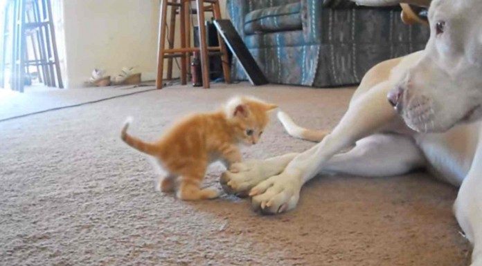 Un gato recién nacido se encuentra en casa con un enorme perro, ¿cuál crees que será la reacción de ambos?