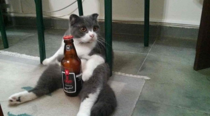 Estos graciosos gatos tienen una manera de sentarse muy parecida a la de los humanos, ¡te partirás de risa!