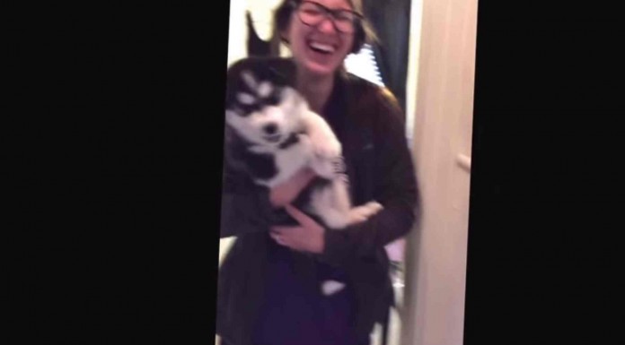 Este cachorro de Husky tiene muchas cosas que decir por eso no deja de hablar jajaja