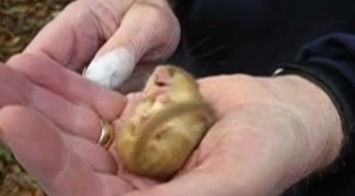 Escucha cómo ronca este pequeño lirón cuando duerme ¡realmente adorable!