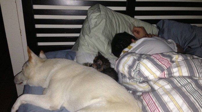 Las personas que tienen mascotas en casa seguro que sabrán lo difícil que resulta dormir solo ¡siempre ocupan tu cama!