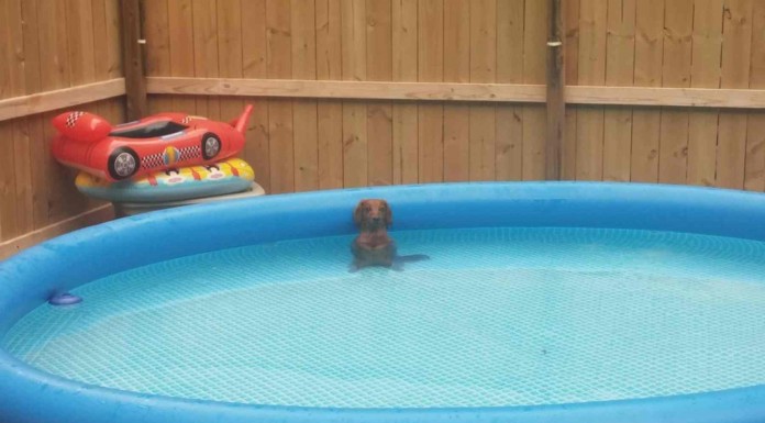 Cuando llegas pronto a casa quizás te encuentras con que tus mascotas están haciendo travesuras…