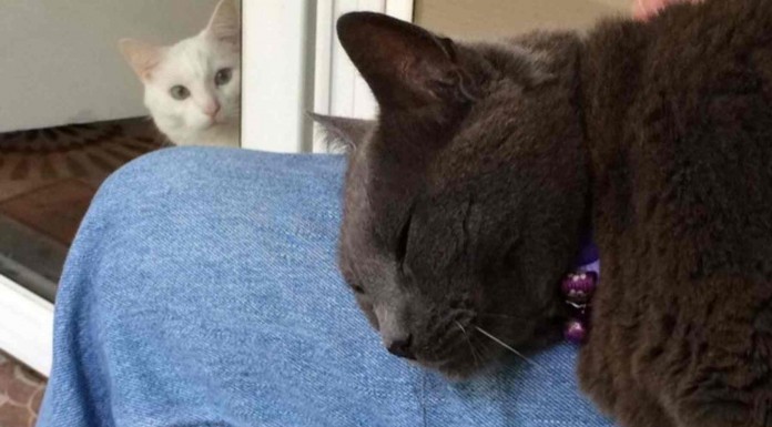 Estas mascotas sienten un poco de celos de otros miembros de la casa, ¡no podrás dejar de reír!