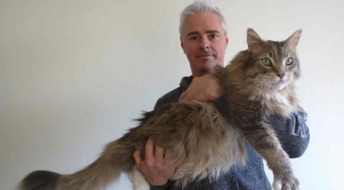 Impresionantes estos enormes animales que pueden llegar a ser más grandes que tú ¡no podrás creerlo!