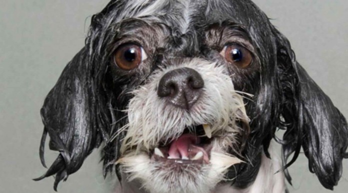 A estos animales les mojaron para quitarles el calor pero a ellos no les gustó demasiado… ¡No te pierdas estas imágenes divertidas!