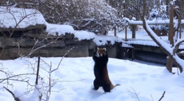 Mira qué bien se lo pasa este pequeño panda rojo cuando está en la nieve ¡es adorable!