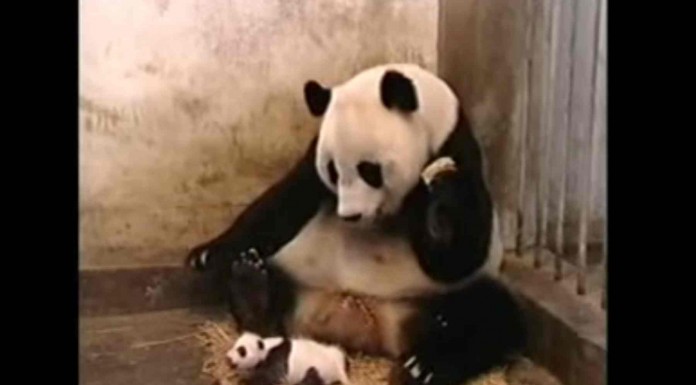 Todo iba bien en la casa del oso panda cuando, de repente, algo le asusta mucho ¡graciosísimo!