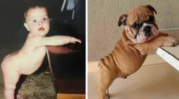 Imágenes divertidas de parecidos razonables entre gente que te causarán mucha risa. No te pierdas la de Hitler jaja