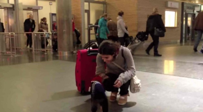 Un perro contento porque regresa su dueña