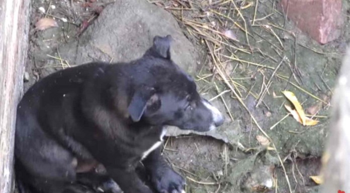 Rescate de un perro atrapado