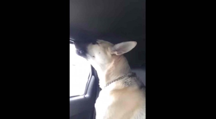 Este perro no puede reprimirse las ganas de cantar cuando suena en la radio su canción favorita ¡increíble!