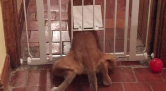 Este perro logra salir de una puerta con rejas de una manera muy ingeniosa ¡y muy divertida! No te pierdas sus posturas, ¡parecen de circo!