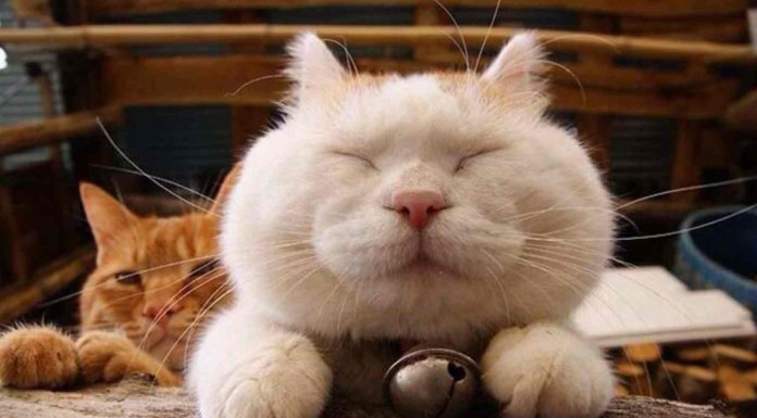 Conoce a los animales más felices del planeta, ¡no podrás dejar de reír! Sobre todo no te pierdas al perro en el baño, ¡graciosísimo!