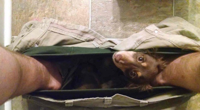 Estas mascotas no respetan tus momentos de privacidad ¡ni siquiera cuando vas al baño! No te pierdas la foto de la familia de gatitos