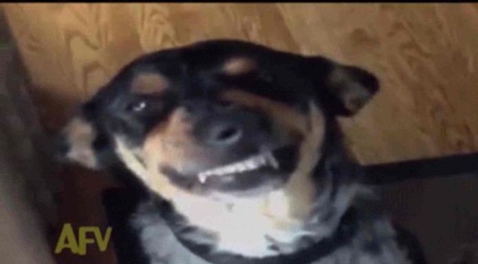 A este perro le pillaron con las manos en la masa cuando entraron en la habitación que estaba ¡divertidísima la reacción del can!