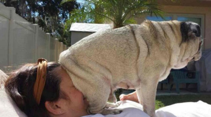 Todo el mundo tiene un lado oscuro, incluso nuestras mascotas. Descúbrelo en estas fotos divertidas de perros traviesos