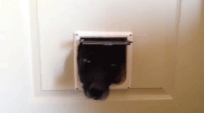 Estos perros no entendieron muy bien el funcionamiento de la gatera en la puerta ¡alucina con las reacciones tan divertidas que tuvieron!