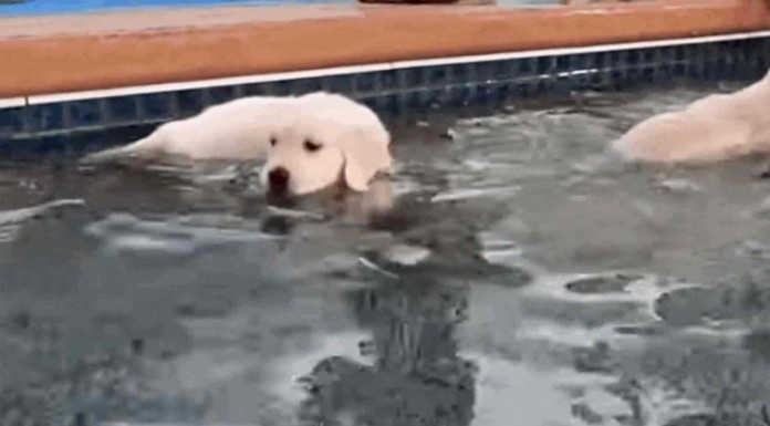 Mira a estos preciosos cachorros de perros cómo intentan aprender a nadar ¡son adorables!