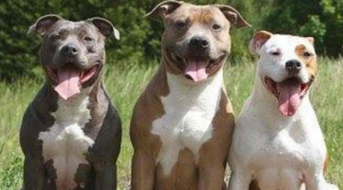 Mira la paciencia que tienen estos 6 pitbulls cuando la niña de 4 años les da la comida. ¿Cómo crees que reaccionarán?