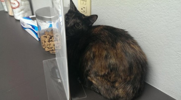 A estos animales les dijeron que se iban a dar un paseo pero ¡les llevaron al veterinario! No te pierdas las divertidas reacciones que tienen