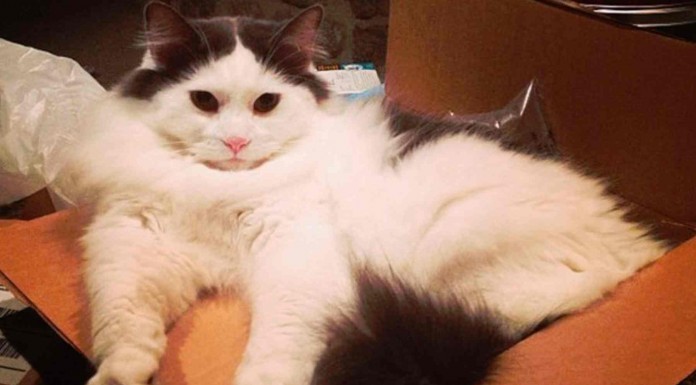 Estos animales están perfectamente protegidos del frío porque tienen un pelaje ¡que parecen auténticas bolitas! No te pierdas estos adorables animales que son casi peluches