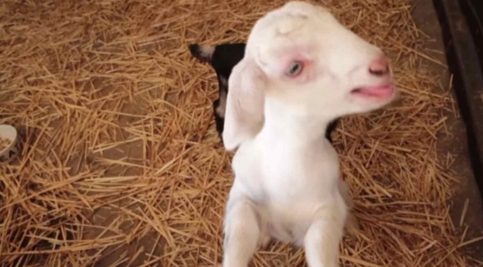 Mira qué felices que son ahora estos animales que han sido rescatados ¡te será imposible no reír!