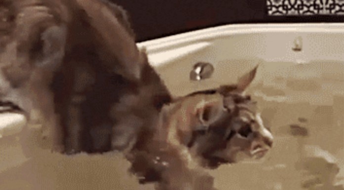 Estos animales son tan juguetones que al final se ven envueltos en pequeños problemillas ¡muy graciosos!