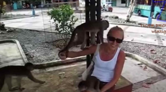 Estas personas querían ser amigas de los animales pero al final terminaron cometiendo epic fails ¡porque los animales son impulsivos e incontrolables!