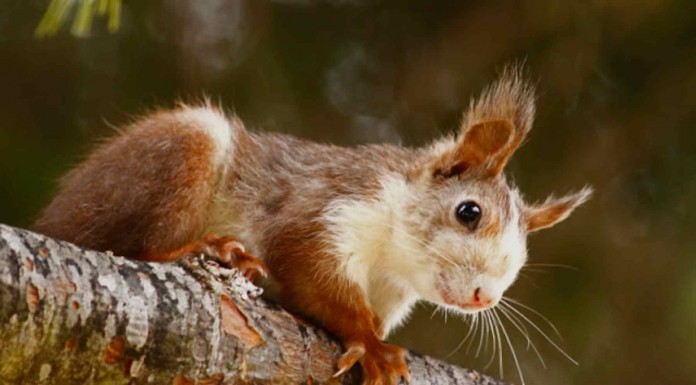 Te derretirás de amor cuando veas este adorable vídeo en el que una ardilla realiza estiramientos ¡precioso!