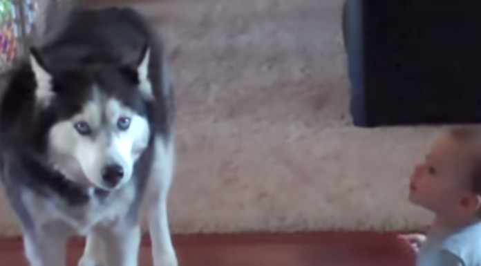 En la casa de esta familia ocurre algo increíble: el perro imita perfectamente al bebé ¡Adorable!