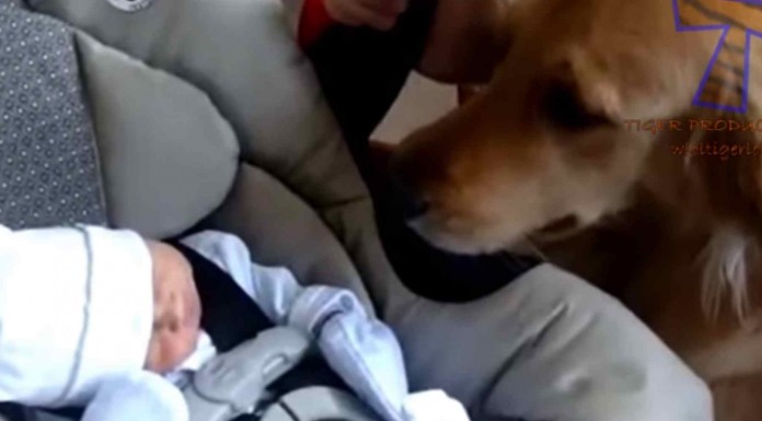 Mira qué manera tan adorable tienen de relacionarse estos perros y gatos con los bebés ¡Entrañable!