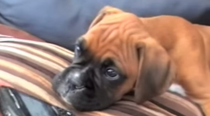 Mira qué reacción tan graciosa tiene este cachorro Boxer cuando escucha la voz de su dueña al teléfono ¡Adorable!