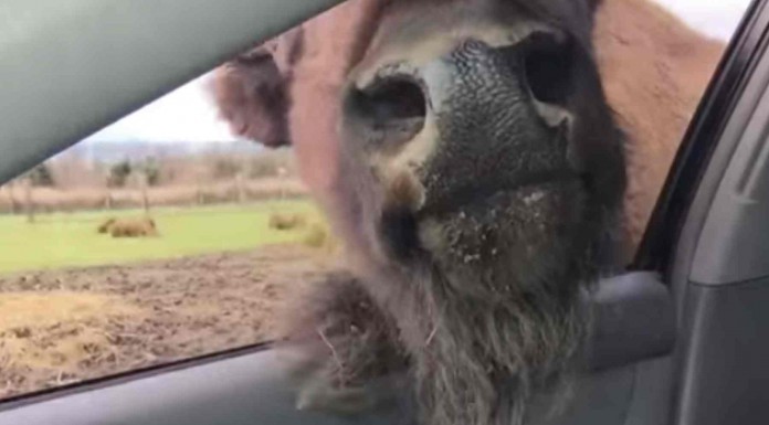 No te podrás creer lo que este búfalo le hace a los conductores de un coche ¡totalmente inesperado!