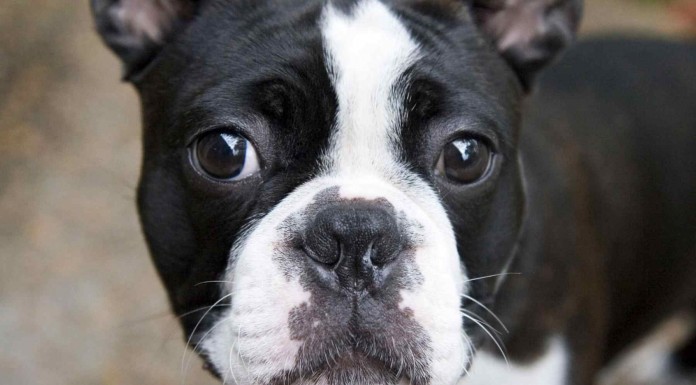 Si tu cachorro nunca tiene ganas de ir a dormir es porque le falta quemar un poco de energía. Aquí un truco para que duerma rápido xD