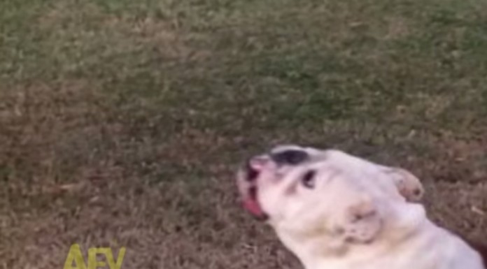 Cuando a un bulldog le dejas jugar con una aspiradora pasan cosas tan divertidas como esta