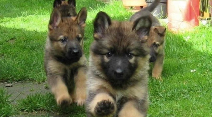 Estas divertidas imágenes demuestran que quizás los cachorros estén haciendo una conspiración contra nosotros xD