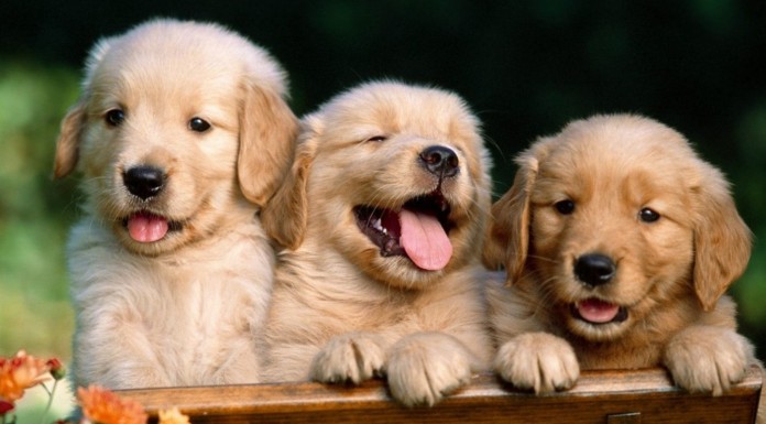 No te pierdas este adorable vídeo en el que un hombre es perseguido por una manada ¡de lindos cachorros!