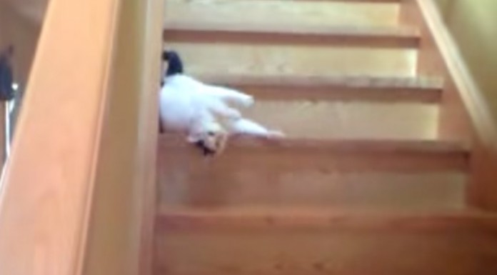 Mira qué manera tan graciosa tiene este gato de bajar las escaleras ¡no tiene ganas de dar un paso más! jajaja
