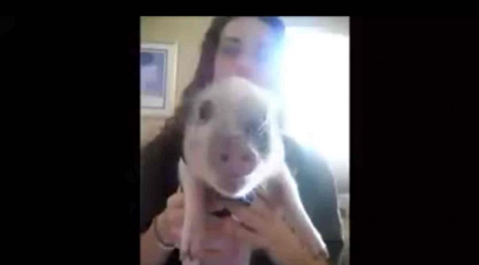 Mira la manera tan divertida que tiene este cerdito de comer ¡es adorable!