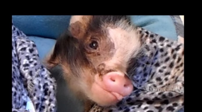 Mira qué cerdito tan adorable arropadito y comiendo tranquilo ¡Es para achucharlo!