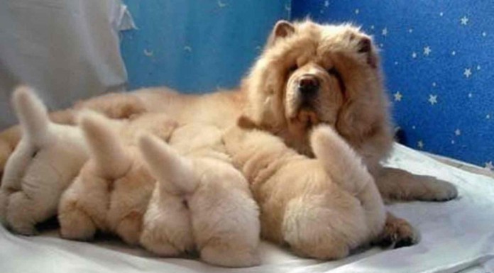 Descubre las colitas más graciosas de los animales ¡se te derretirá el corazón!