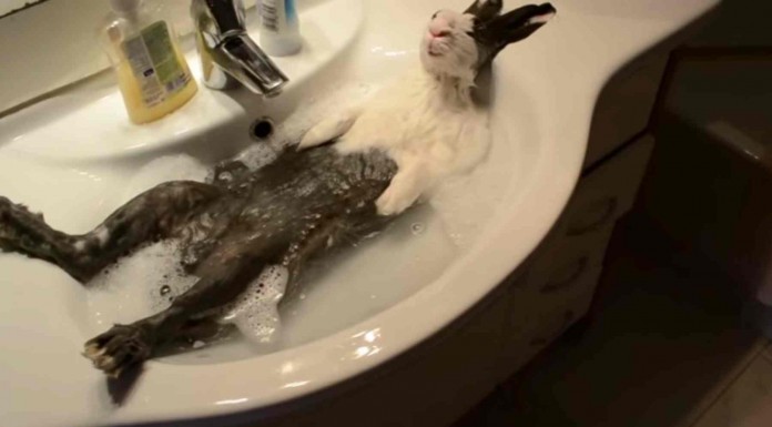 Cuando bañan a este conejo, él se siente mejor que en un spa. ¡Mira cómo disfruta este lindo conejo!