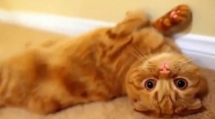 Los gatos son unos animales muy curiosos y siempre quieren entender qué está pasando a su alrededor… ¡Un vídeo para morirse de risa!