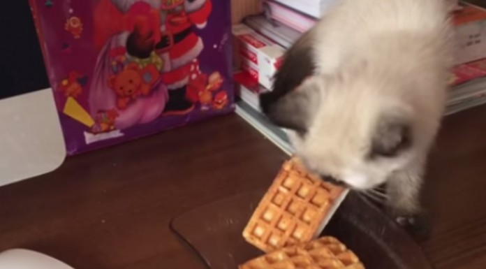 Nunca pongas a un gato cerca de un sandwich helado. ¿Por qué? Mira, mira…