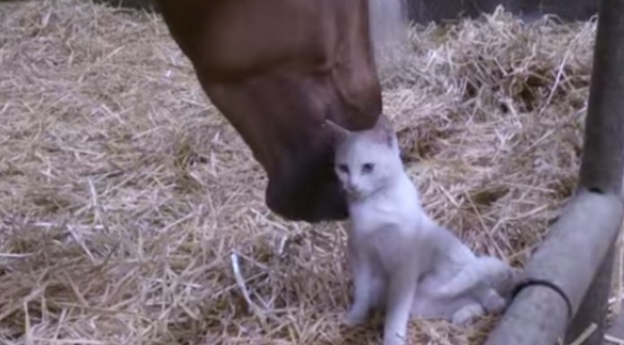 Realmente adorable es la relación que tienen este precioso gato y un caballo ¡te derretirás de ternura!