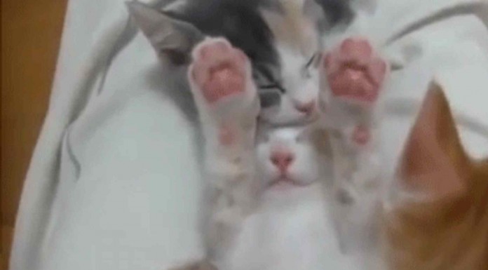 A estos gatitos bebé les encanta dormir juntos, tanto, que incluso se pisan los unos a los otros ¡mira qué ternura!
