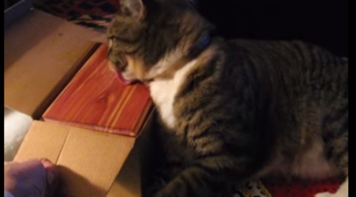 Este gato que siente muchísimo la pérdida de su compañero perruno y reacciona de una manera increíble al encontrarse con sus cenizas. ¡Increíblemente bello!