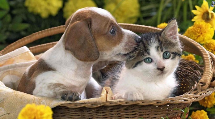 Este perro y este gato conviven en el mismo hogar pero uno de ellos quiere ser el rey de la casa ¿te imaginas cuál?