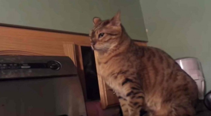 Lo que le pasa a este gato es idóneo para una película de suspense ¡pobre minino! xD