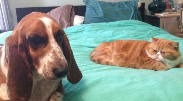 A estos gatos no les hace ninguna gracia tener un compañero perruno en su casa, ¡hay miradas que matan! jajaja